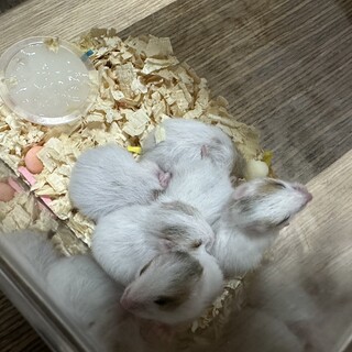 オス2匹・メス3匹※里親募集※