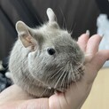 1才のデグーの男の子