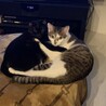兄妹猫 サムネイル3