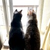 兄妹猫 サムネイル4