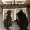 兄妹猫 サムネイル5