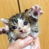 兄妹猫 サムネイル6