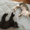 兄妹猫 サムネイル7