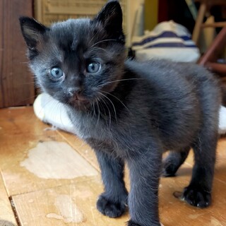 お膝大好き甘えん坊のノワくん