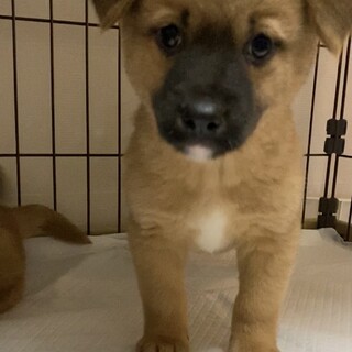 6兄妹　北斗くんのずっとのおうちを探しています。