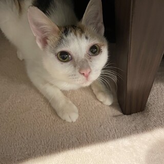 過酷な日々を生き抜いた三毛の可愛い少女エム