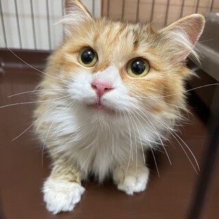 大人しくて寂しがり屋さん♡ひなたちゃん