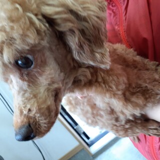 トイプードルの女の子　5才