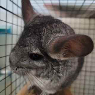 チンチラ　グレー