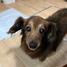 人が大好き！おおらかなダックス君 サムネイル2