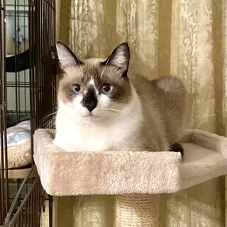 警戒心強めマイペース女子【ここ】