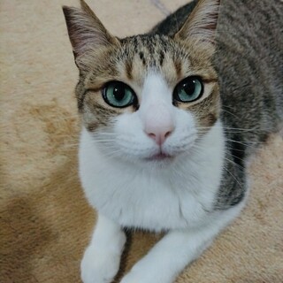 アイシャドウくっきりのブルーアイのイケメン君です✨