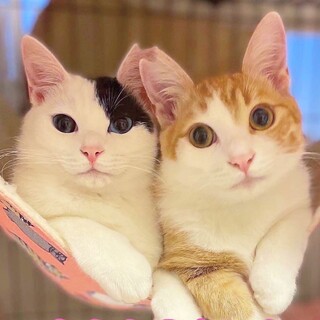 ダイクロイックアイのうらら♡まんまるたいら