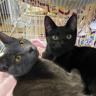 【お見合い歓迎]ラキちゃん♡グレちゃん