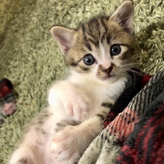 面会中・人が大好き！元気いっぱいのあずきﾁｬﾝ