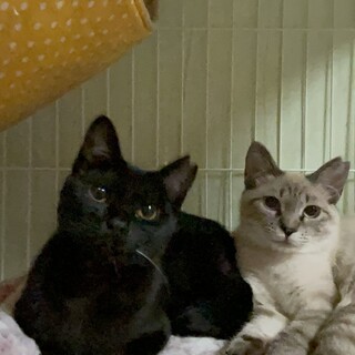 [お見合い歓迎】こりんちゃん♦︎ここあちゃん