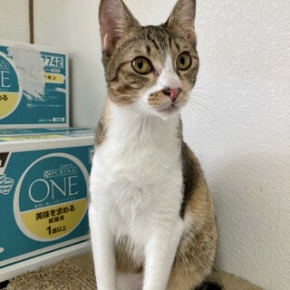 天真爛漫ちゃん【うるま】