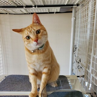 むぎくん、兄妹ペアでトライアル決定！