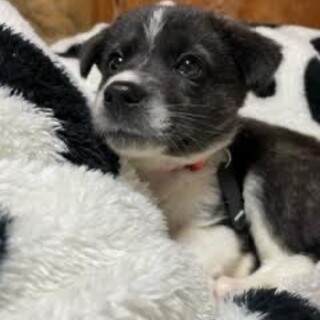 “ラム”女の子