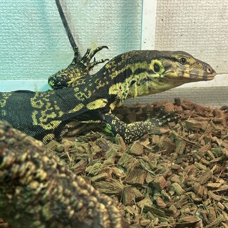 ミズオオトカゲ（サルバトールモニター）