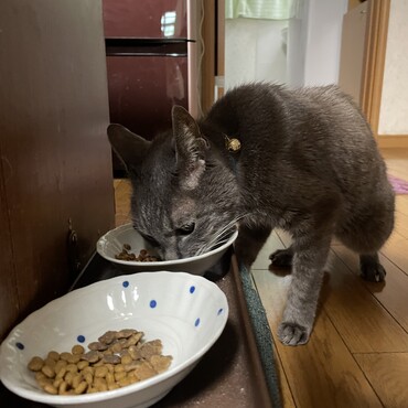 私のミスで吐き癖に(ｰ ｰ;)神経ブロック薬で安定してきたヽ(´▽｀)/