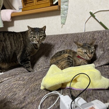 私はしってる…雷Ｇは仮病よ〜(ㆀ˘･з･˘) それはねー薬のおかげなんだけど(ﾟoﾟ;;