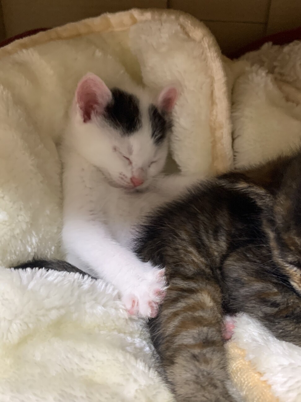 海沿いに捨てられていました。【里親さま募集】 サムネイル2