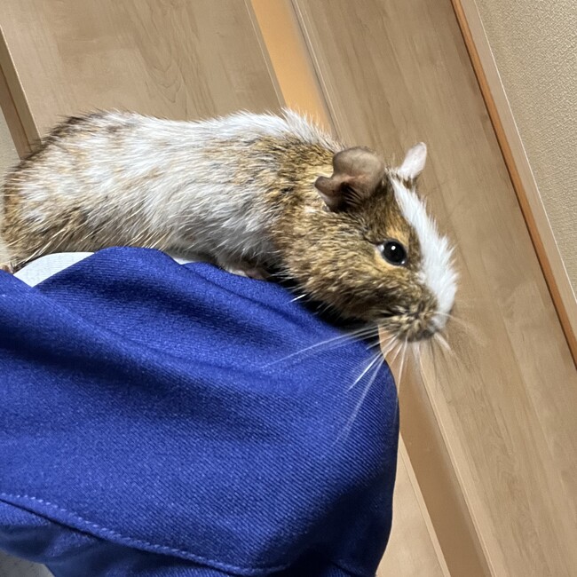 ふぅやん【ただいまメンバーシップが外れてしまってます！】のカバー写真