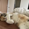 人用ベッドが大好きです