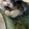 またたびに思わず野生がでました