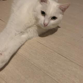 お返事にゃーゴロゴロのしろっぽくん♡