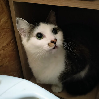 ずっとのおうち探してます★あけみちゃん