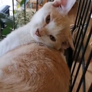 サッカー得意★パステル茶白おみくん★5カ月