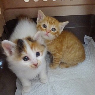 親子で迎えて頂ける方募集中です