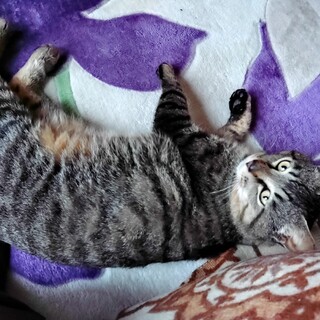 オス猫。エイズ陽性。人慣れしてます。