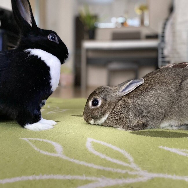 こばたこすのカバー写真