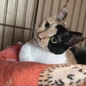みけねこ飛鳥