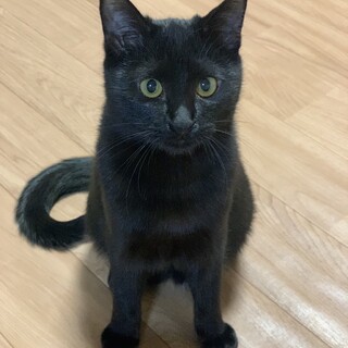 【5/13譲渡会参加】ライナー、ブルース、ローリー