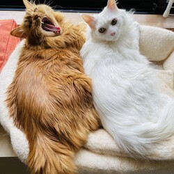 うちの子記念日