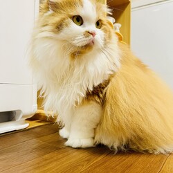 「うちの子記念日」サムネイル2