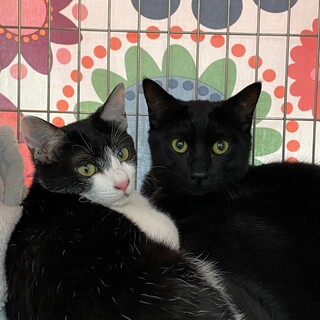 [5/13譲渡会参加]のり君♦︎まきちゃん