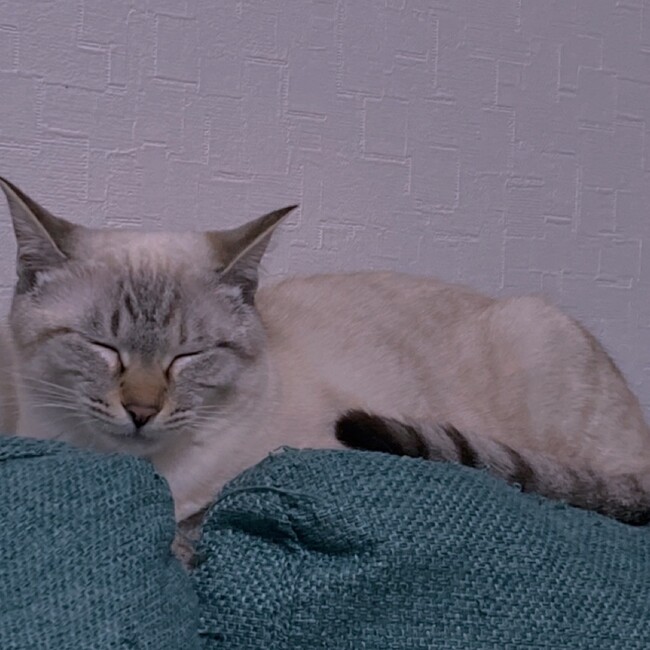 ほのかっちのカバー写真