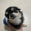 (募集停止中)チワワの女の子です。