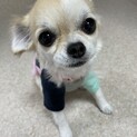 (募集停止中)チワワの女の子、ラテです。