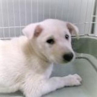 5-5-5◆可愛い子犬◆家族に迎えませんか？