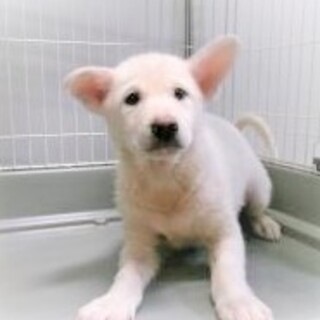 5-5-6◆可愛い子犬◆家族に迎えませんか？