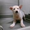 5-5-6◆可愛い子犬◆家族に迎えませんか？ サムネイル5