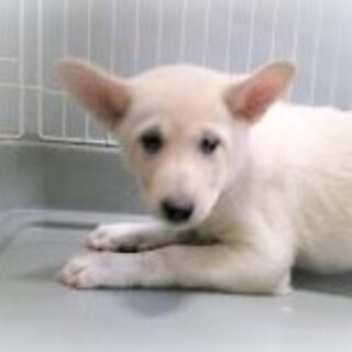 5-5-7◆可愛い子犬◆家族に迎えませんか？