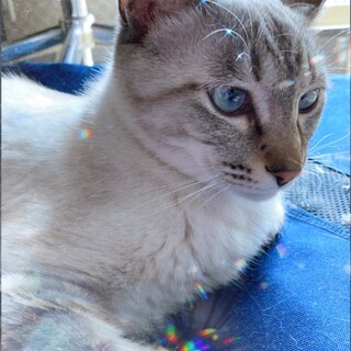 里親さん大募集