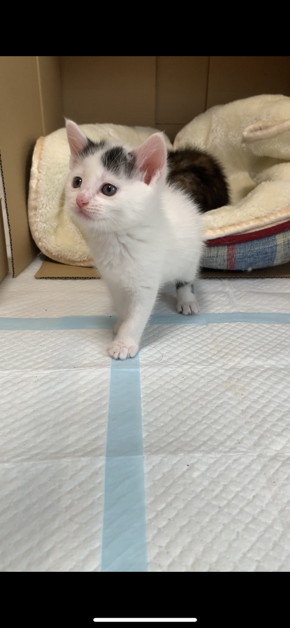 海沿いに捨てられていました。【里親さま募集】 サムネイル7